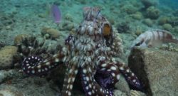 A team of scientists in the Red Sea captured footage of a big blue octopus hunting with other fish species. Eduardo Sampaio via Campus.Kn