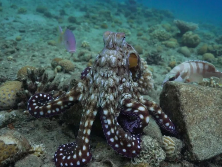 A team of scientists in the Red Sea captured footage of a big blue octopus hunting with other fish species. Eduardo Sampaio via Campus.Kn